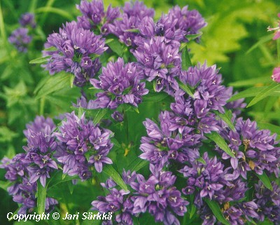  Campanula glomerata Acaulis